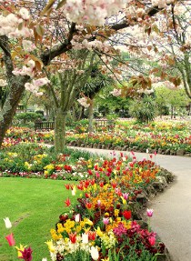 Royal Avenue Gardens in Spring
